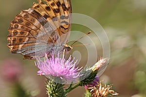 Silver-washed fritillary butterfly