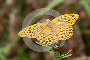 Silver-washed fritillary (Argynnis paphia) on Centaurea flower