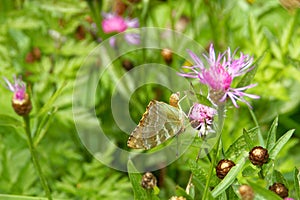 Silver-washed fritillary (Argynnis paphia) on Centaurea flower