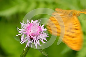 Silver-washed fritillary (Argynnis paphia) on Centaurea flower