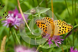 Silver-washed fritillary (Argynnis paphia) on Centaurea flower