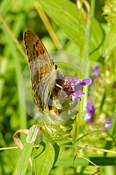 Silver-washed fritillary Argynnis paphia and common self-heal flowers