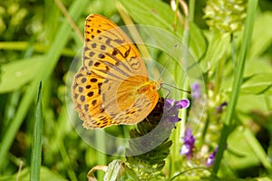 Silver-washed fritillary Argynnis paphia and common self-heal flowers