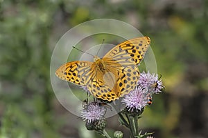 The silver-washed fritillary Argynnis paphia is a common and variable butterfly