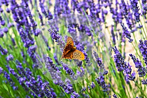 Silver-washed fritillary, Argynnis paphia, on a lavender flower