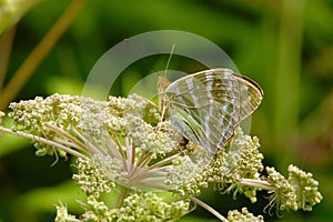 Silver-washed fritillary (Argynnis paphia) onValeriana flowers