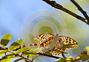 A silver washed fritillary, argynnis paphia, on a rowan branch in autumnal light