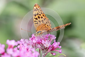 Silver-washed Fritillary or Argynnis paphia sitting on aflower