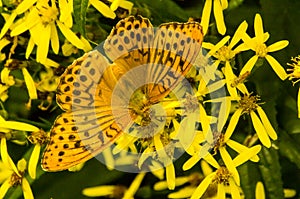 Silver-washed fritillary - Argynnis paphia