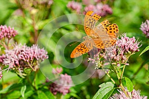 Silver-washed fritillary. The bright orange butterfly