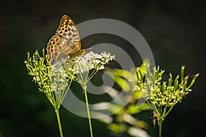 Silver-washed fritillary, a brown orange butterfly