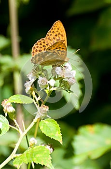 Silver Washed Fritillary Butterfly