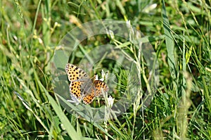 Silver-washed fritillary butterfly