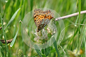 Silver-washed fritillary butterfly