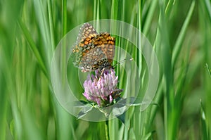 Silver-washed fritillary butterfly