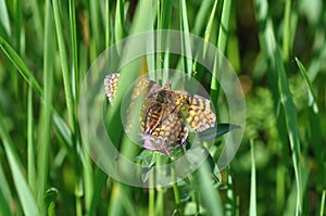 Silver-washed fritillary butterfly