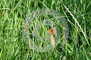 Silver-washed fritillary butterfly