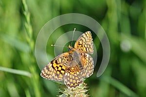 Silver-washed fritillary butterfly