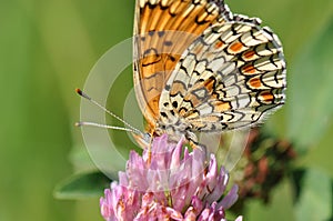 Silver-washed fritillary butterfly