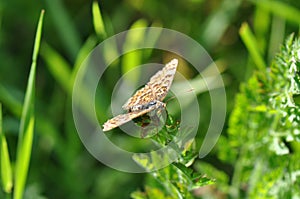 Silver-washed fritillary butterfly