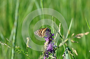 Silver-washed fritillary butterfly