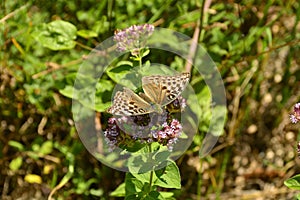 Silver Washed Fritillary Butterfly