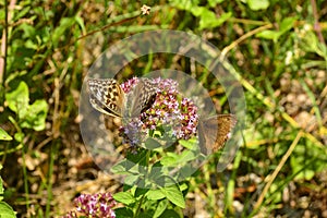 Silver Washed Fritillary Butterfly