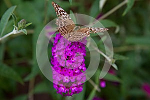 Silver-washed fritillary butterfly