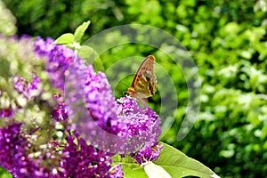 Silver Washed Fritillary Butterfly