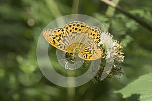 Silver washed fritillary butterfly