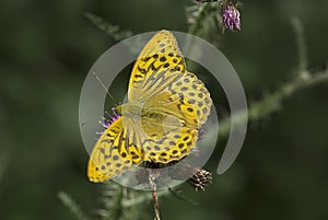 Silver washed fritillary butterfly