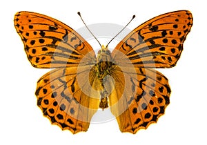 Silver-washed fritillary butterfly