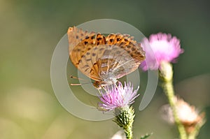 Silver-washed fritillary butterfly