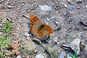 Silver-washed Fritillary Butterfly - Argynnis paphia