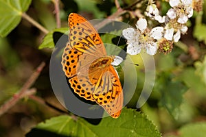 Silver washed fritillary butterfly Argynnis paphia