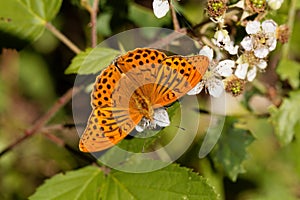 Silver washed fritillary butterfly Argynnis paphia