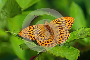 Silver-washed Fritillary Butterfly - Argynnis paphia basking on a leaf.