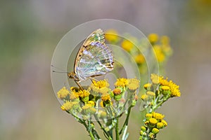 Silver-washed fritillary butterfly, Argynnis paphia, closeup
