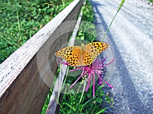 The silver-washed fritillary butterfly Argynnis paphia or Der Kaisermantel oder Silberstrich Schmetterling