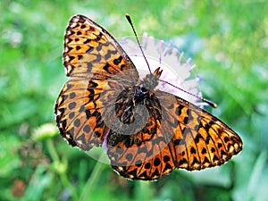The silver-washed fritillary butterfly Argynnis paphia or Der Kaisermantel oder Silberstrich Schmetterling