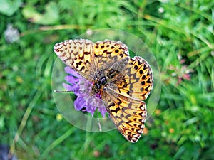 The silver-washed fritillary butterfly Argynnis paphia or Der Kaisermantel oder Silberstrich Schmetterling