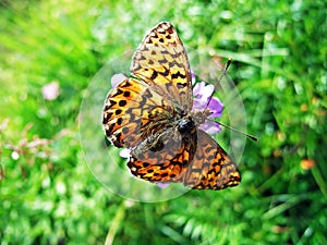 The silver-washed fritillary butterfly Argynnis paphia or Der Kaisermantel oder Silberstrich Schmetterling