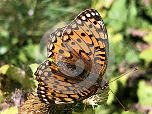 The silver-washed fritillary butterfly Argynnis paphia or Der Kaisermantel oder Silberstrich Schmetterling