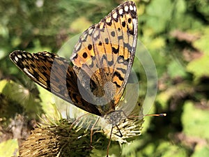 The silver-washed fritillary butterfly Argynnis paphia or Der Kaisermantel oder Silberstrich Schmetterling