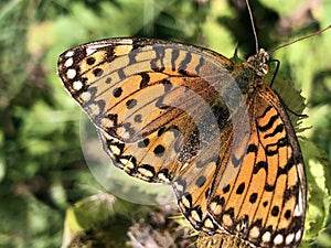 The silver-washed fritillary butterfly Argynnis paphia or Der Kaisermantel oder Silberstrich Schmetterling