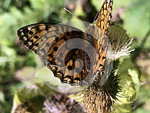 The silver-washed fritillary butterfly Argynnis paphia or Der Kaisermantel oder Silberstrich Schmetterling