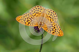 Silver-washed Fritillary Butterfly - Argynnis paphia feeding.