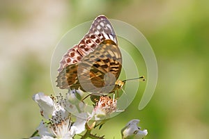 Silver-washed Fritillary Butterfly - Argynnis paphia form Valezina.