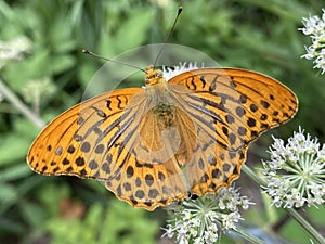 The silver-washed fritillary butterfly / Argynnis paphia / Kaisermantel, Silberstrich Schmetterling, Tabac d`Espagne