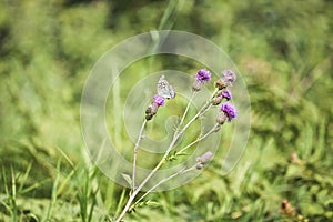 A silver-washed fritillary butterfly Argynnis paphia sits on a greater knapweed flower Centaurea scabiosa and drinks nectar